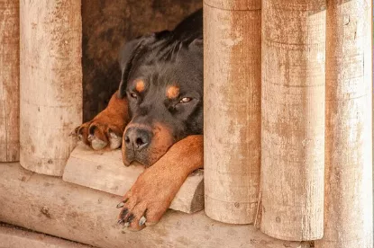 casas para perros de madera