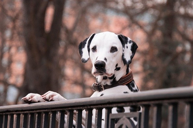 Decoración y personalización de la caseta para perros