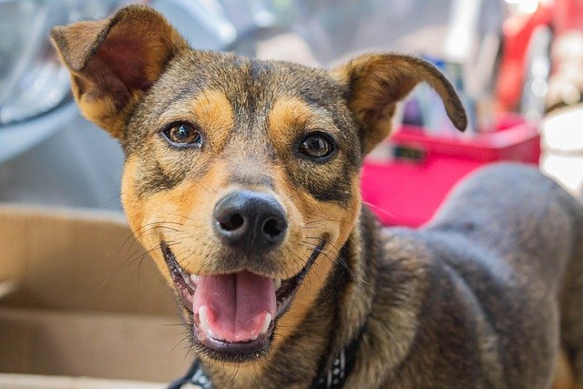 Cómo elegir la casa perfecta según la raza y tamaño de tu perro