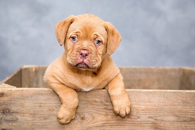 Beneficios de que tu perro tenga su propio espacio