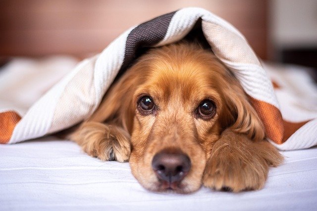 Materiales seguros y no tóxicos para casas de perro