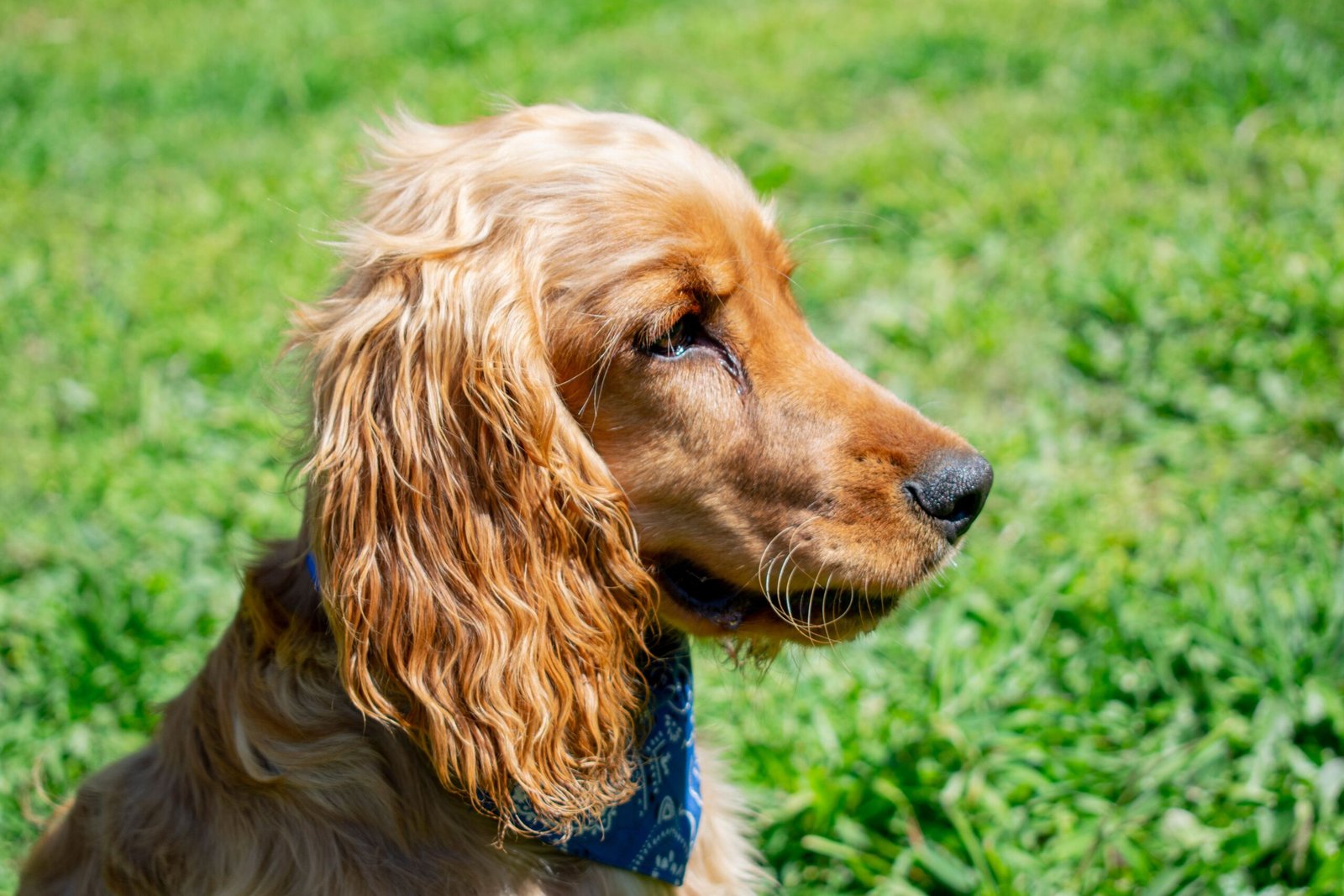 cocker spaniel inglés