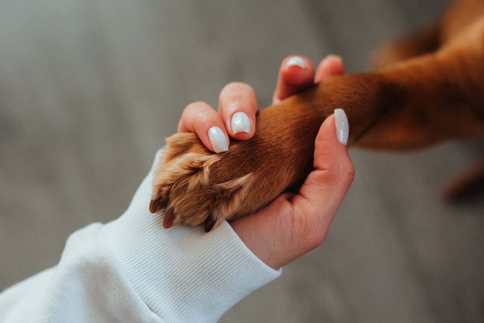 espigas en perros