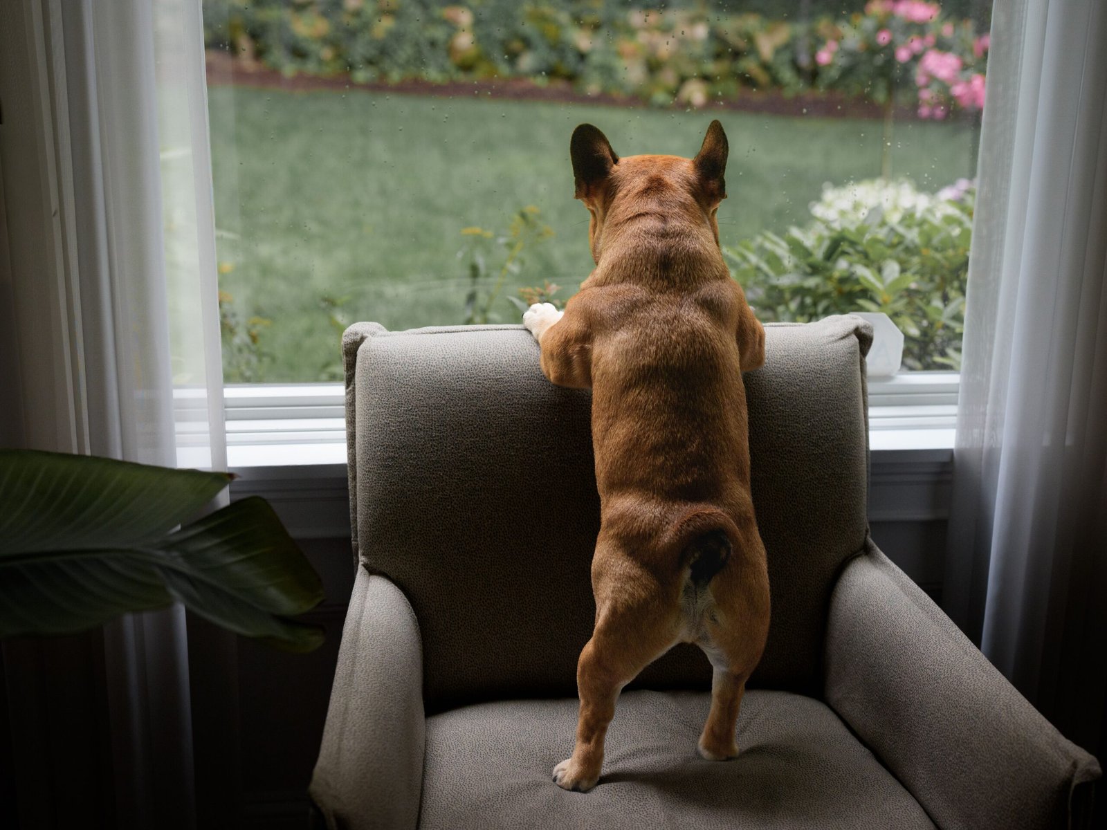 perro solo en casa
