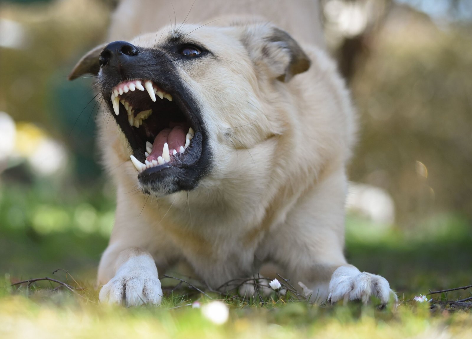 Agresividad canina. Cómo entender y corregir este comportamiento