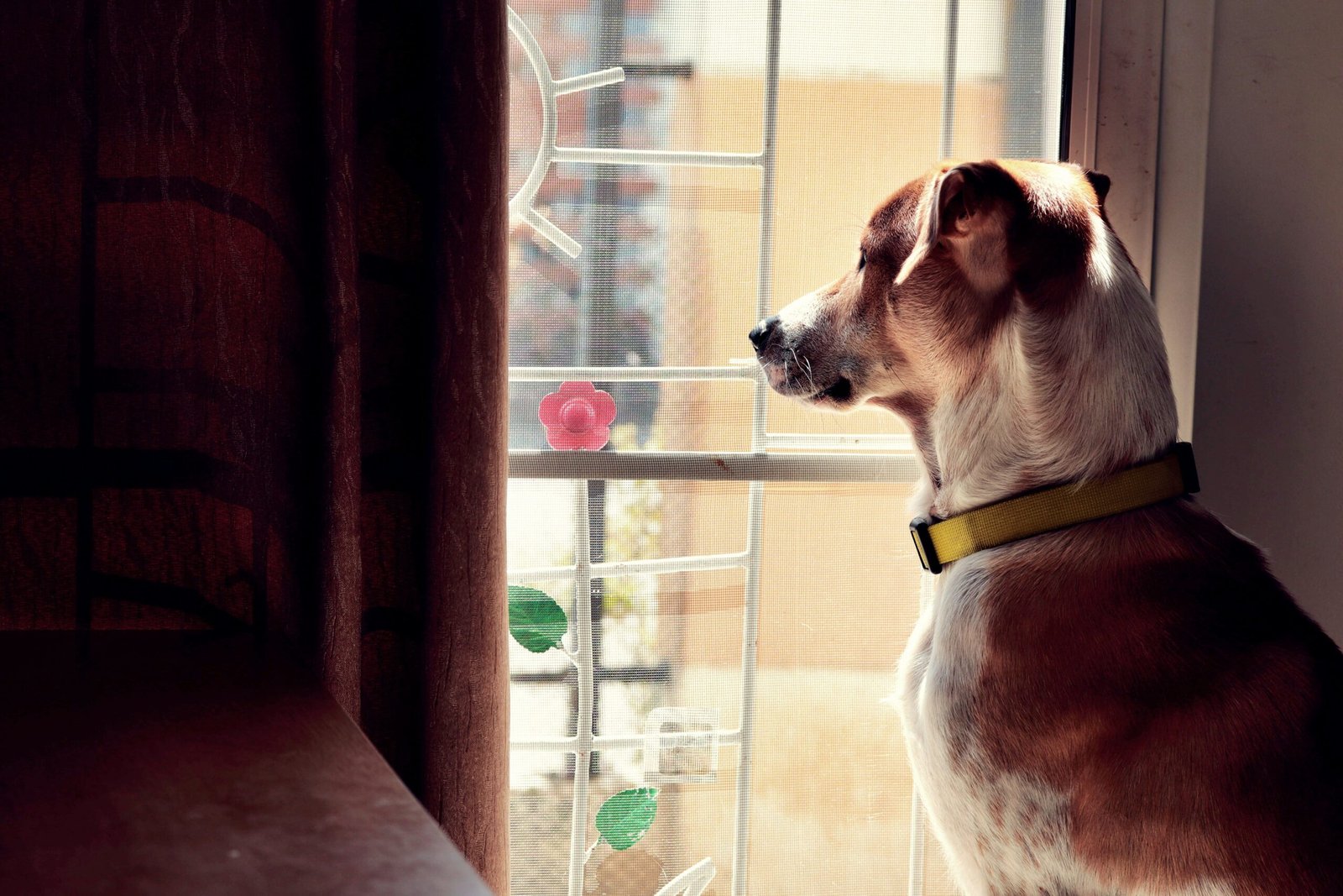 ansiedad por separacion en perros