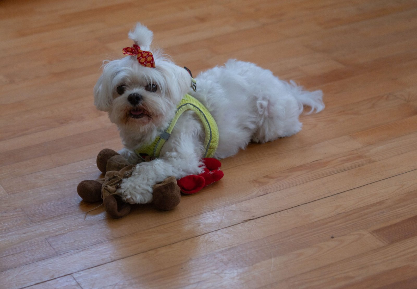bichon maltes