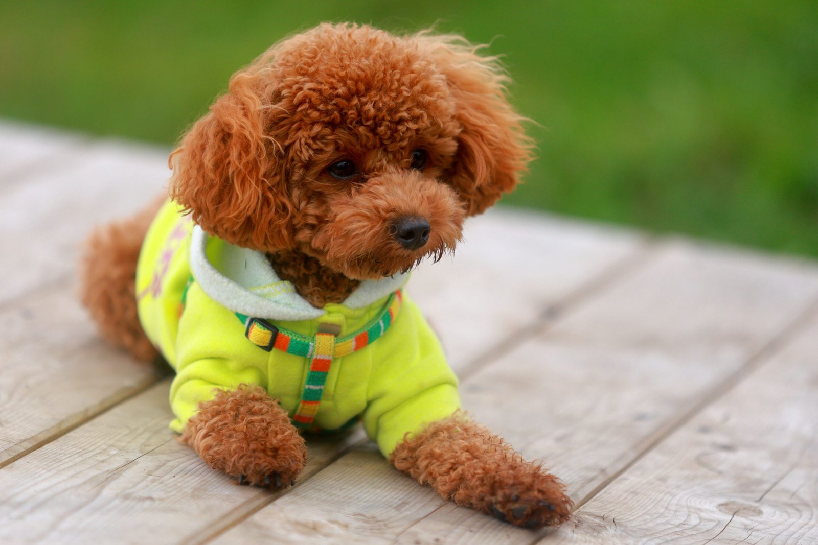 caniche