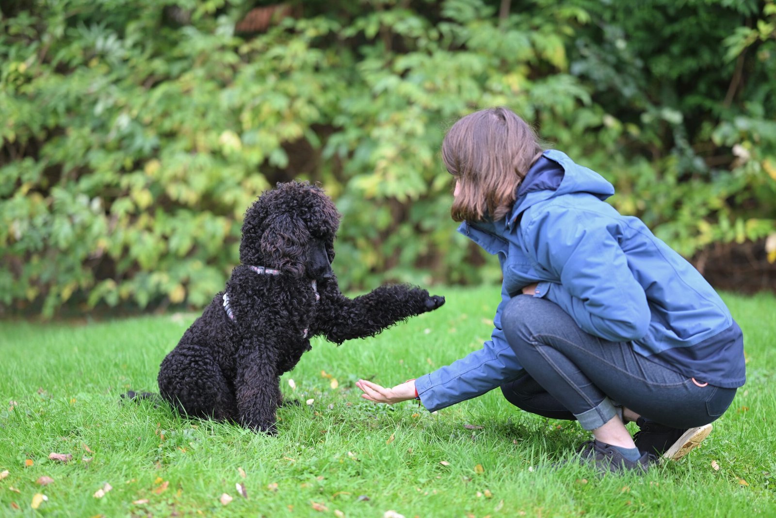 Educación canina. Claves para educar a tu perro de forma positiva