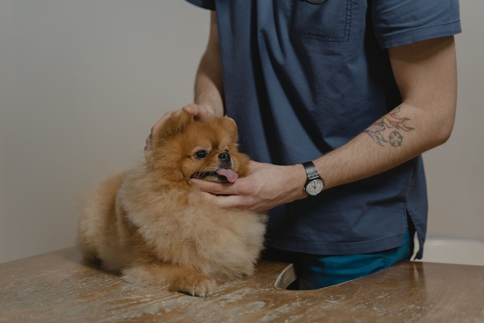 Perro con tos. Causas, síntomas y cuándo acudir al veterinario