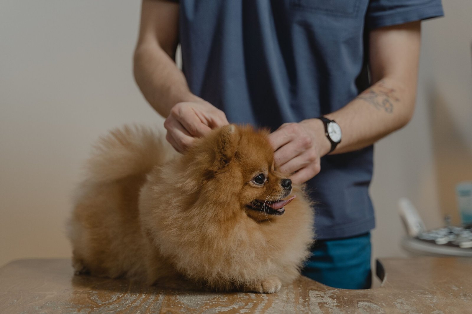 perro garrapatas