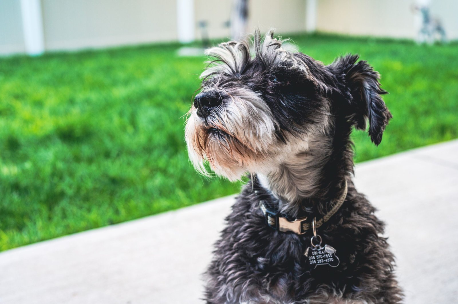 schnauzer
